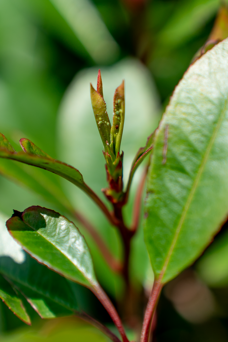 Photinia