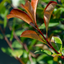 Photinia