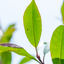 Photinia