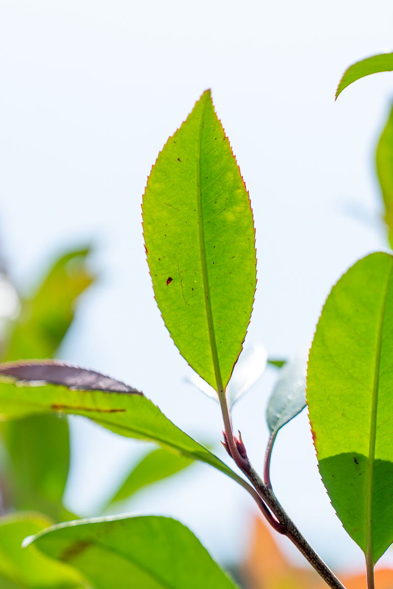 Photinia