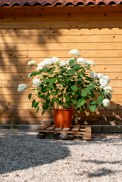 Ortensia Arborescens "Annabelle"
