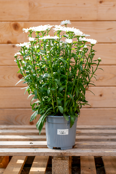 Leucathemum (Margherita)