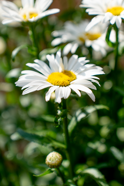 Leucathemum (Margherita)