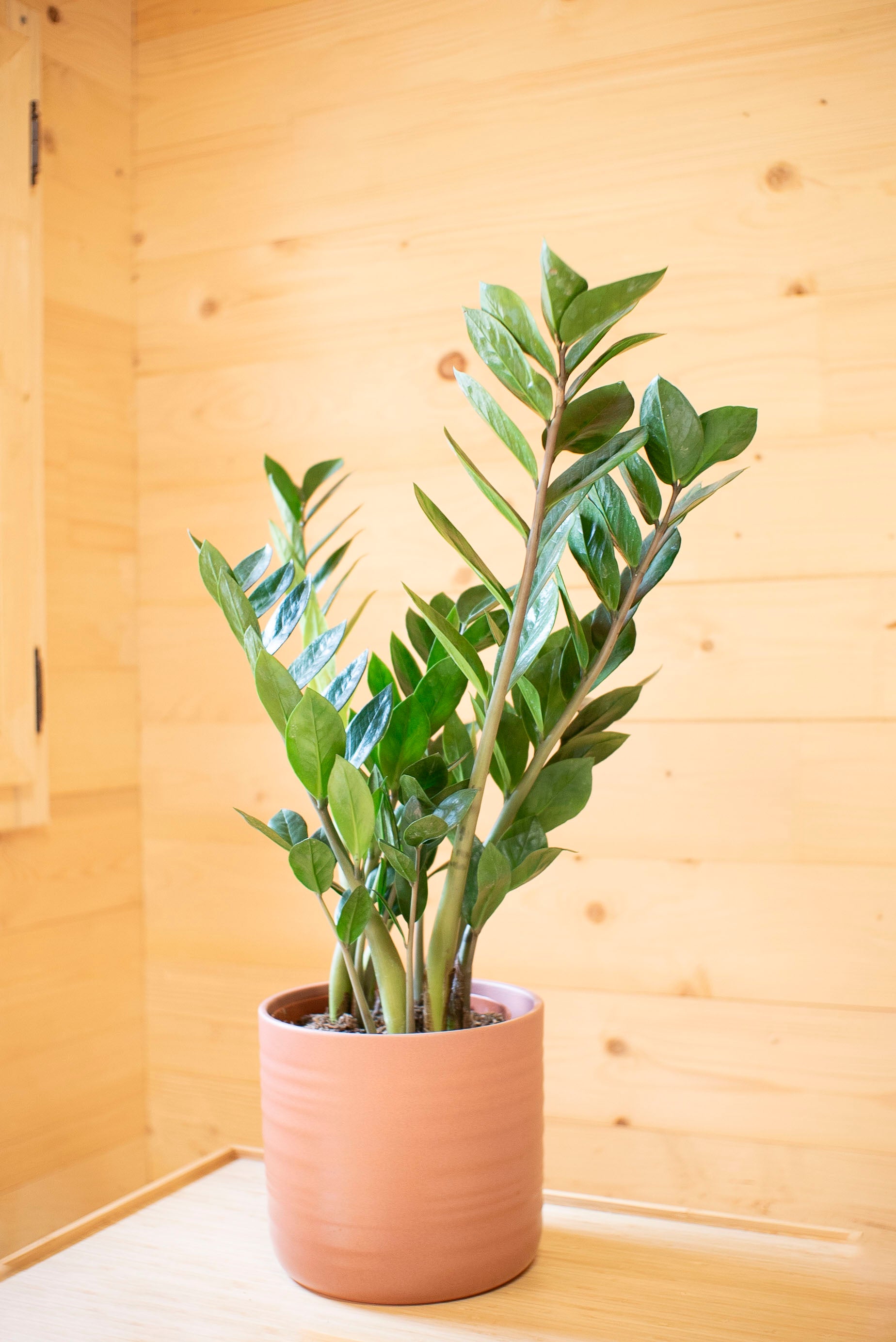 zamioculcas