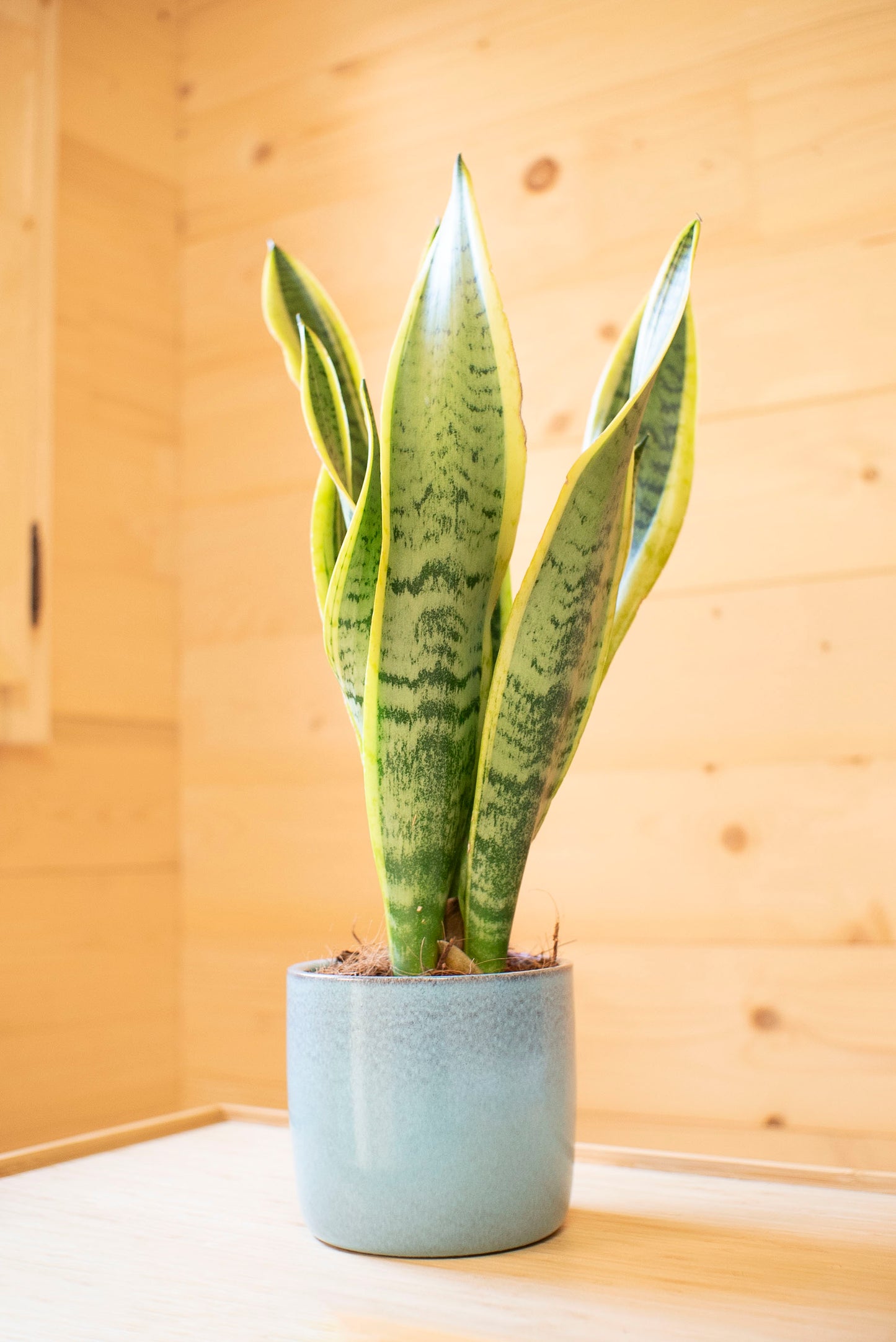 Sanseveria laurentii