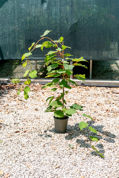 Actinidia