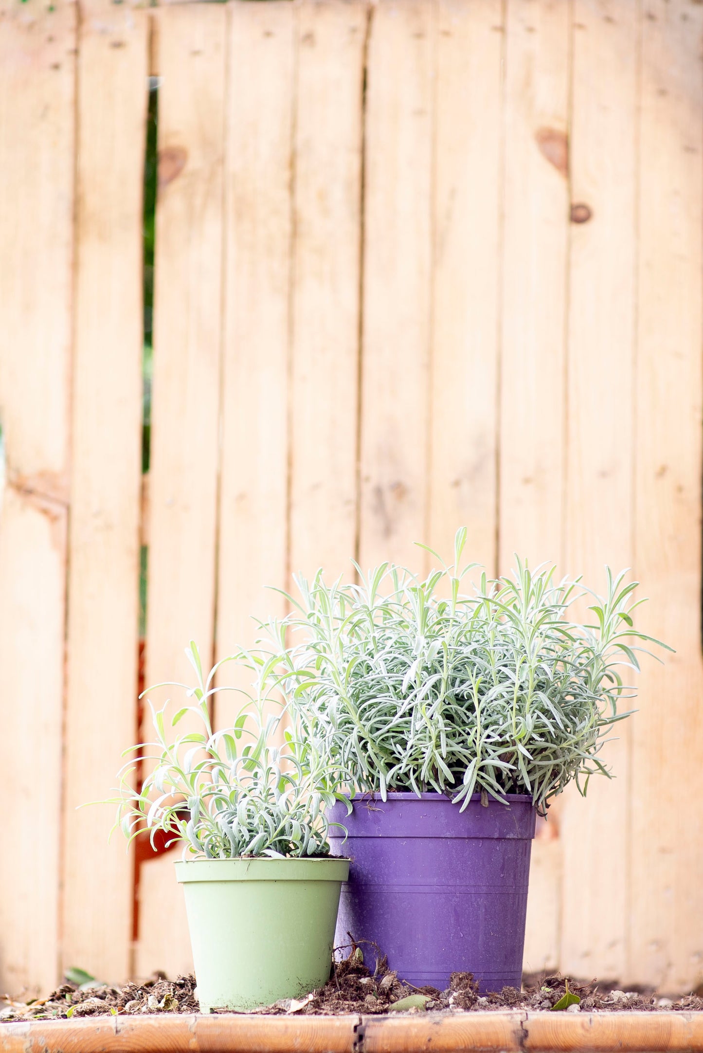 lavanda officinalis