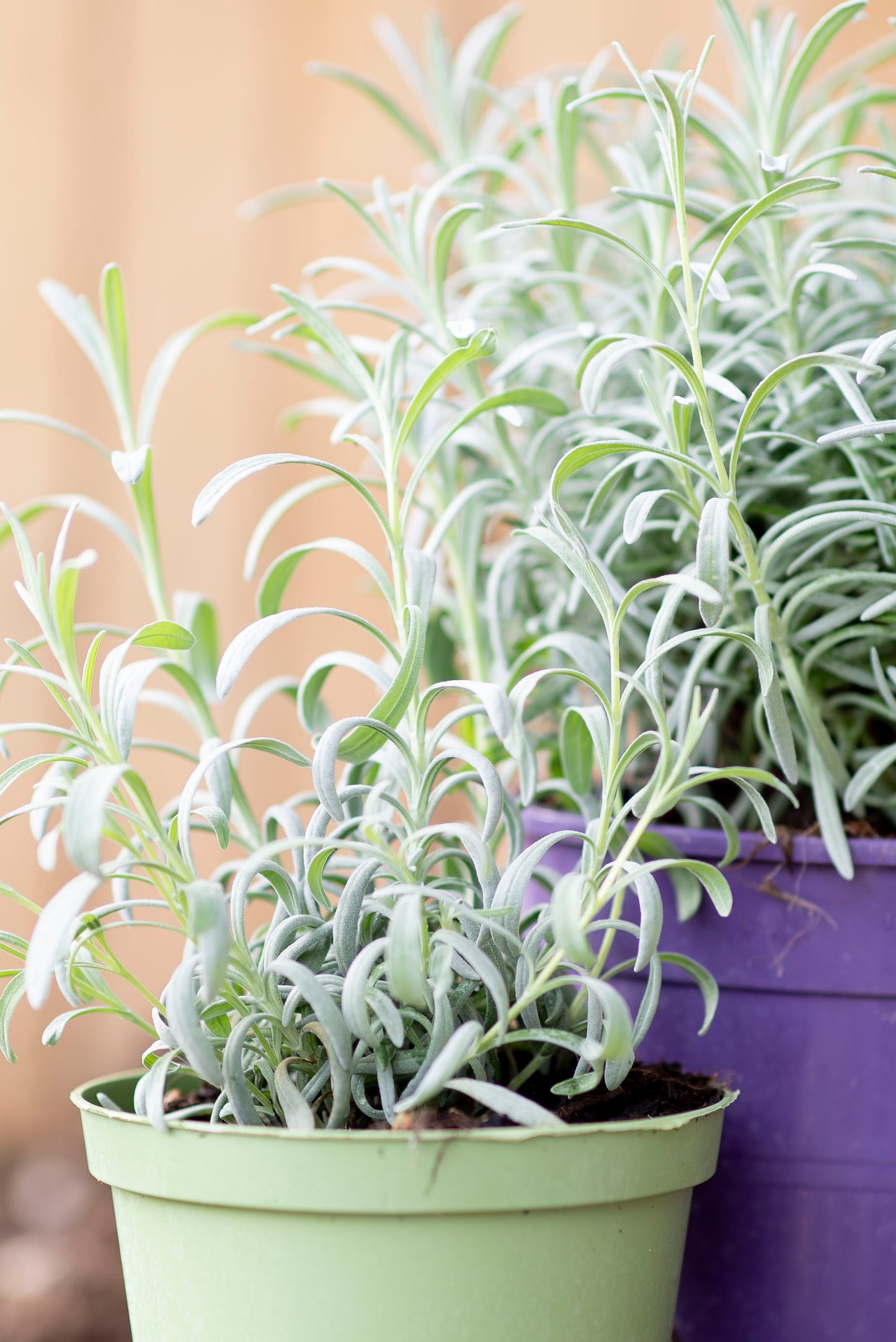 aromatiche lavanda