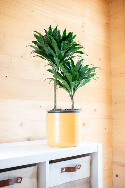 Dracaena Craig Compacta