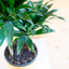 Dracaena Craig Compacta