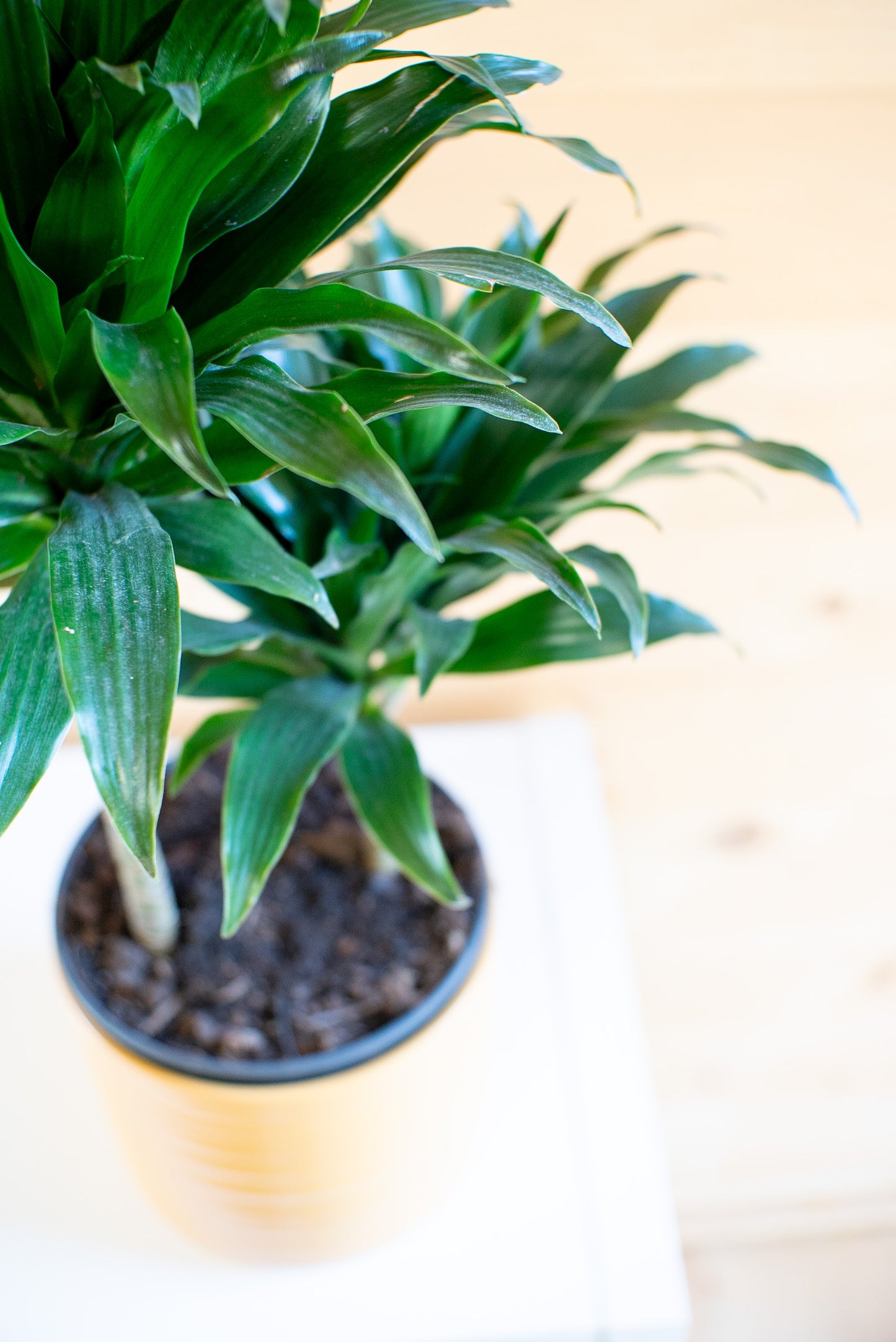 Dracaena Craig Compacta