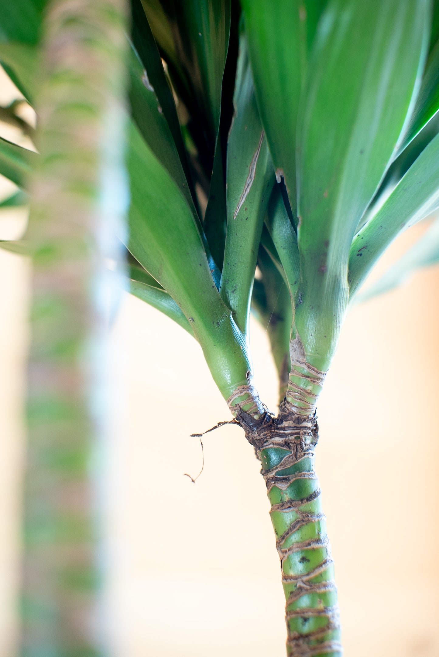 Dracaena Craig Compacta