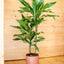 Dracaena Golden Coast