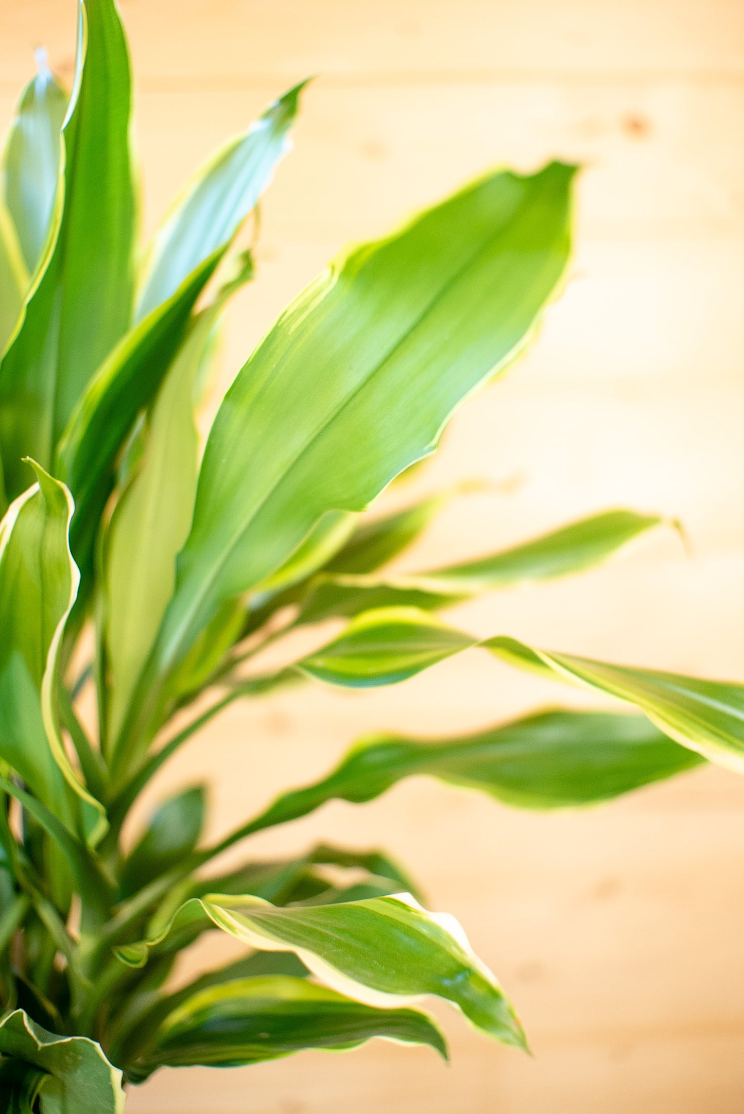 Dracaena Golden Coast