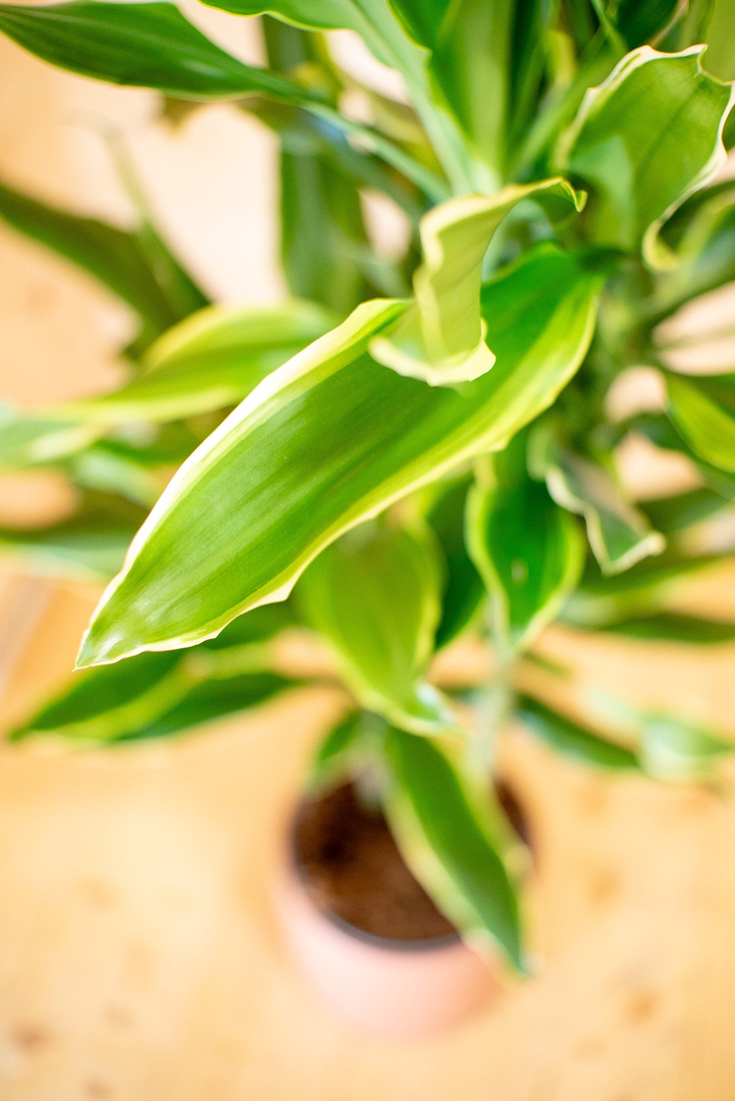 Dracaena Golden Coast