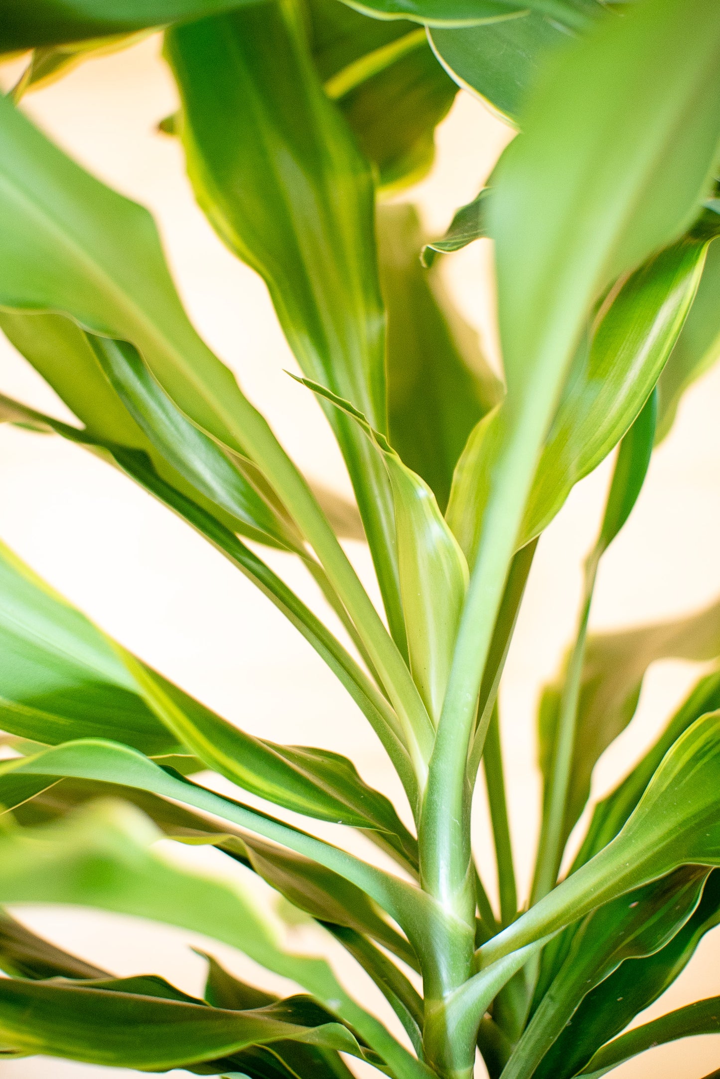 Dracaena Golden Coast