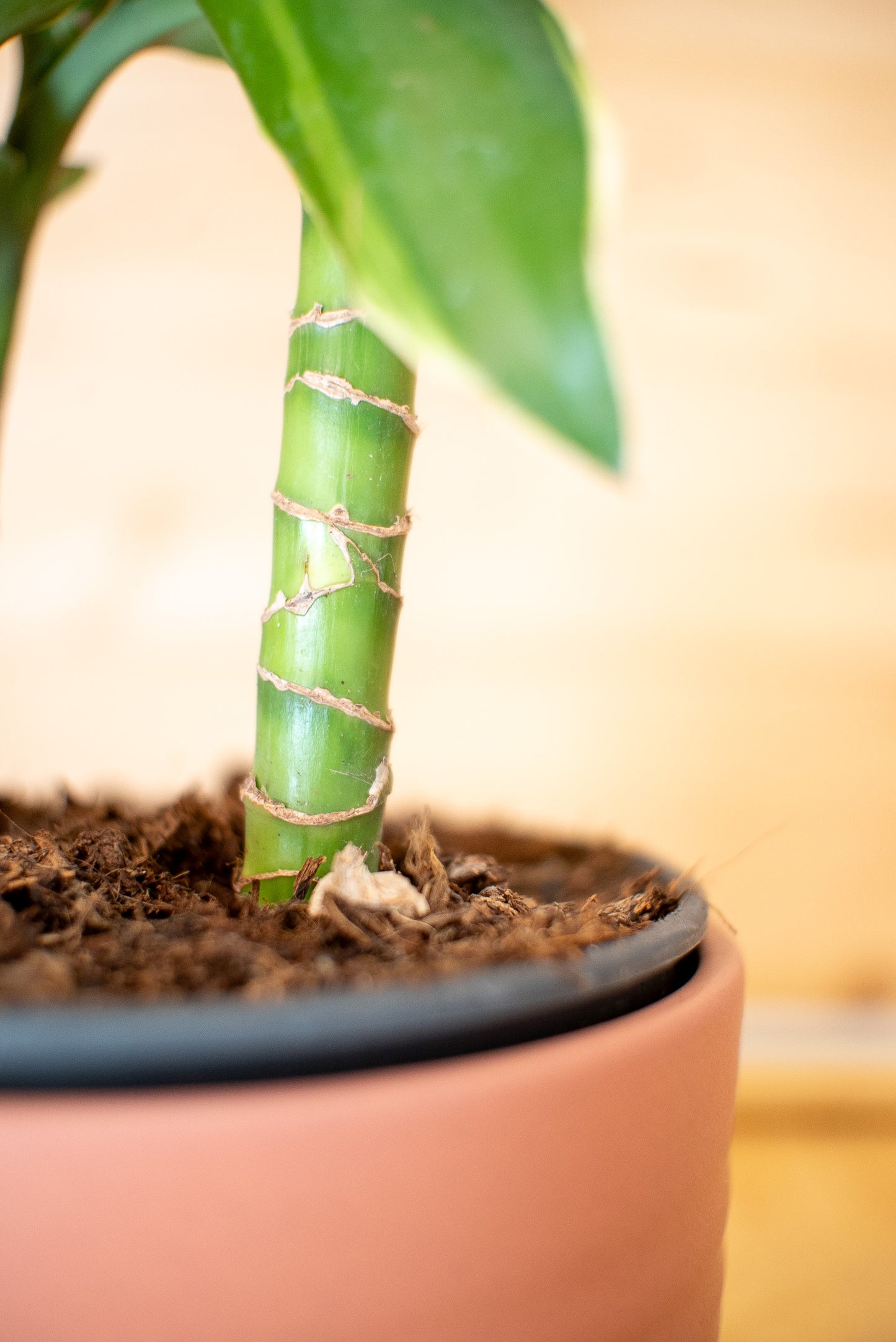 Dracaena Golden Coast