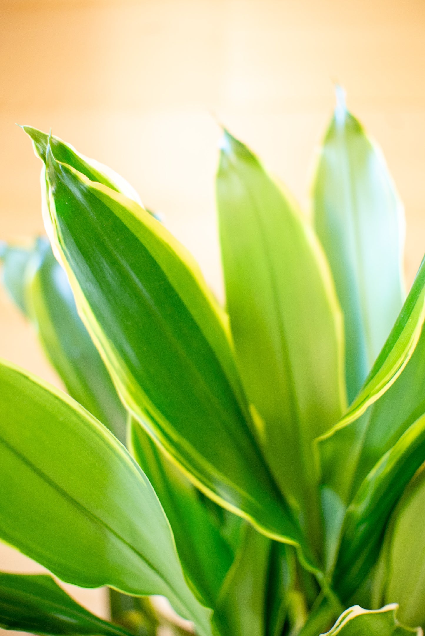 Dracaena Golden Coast