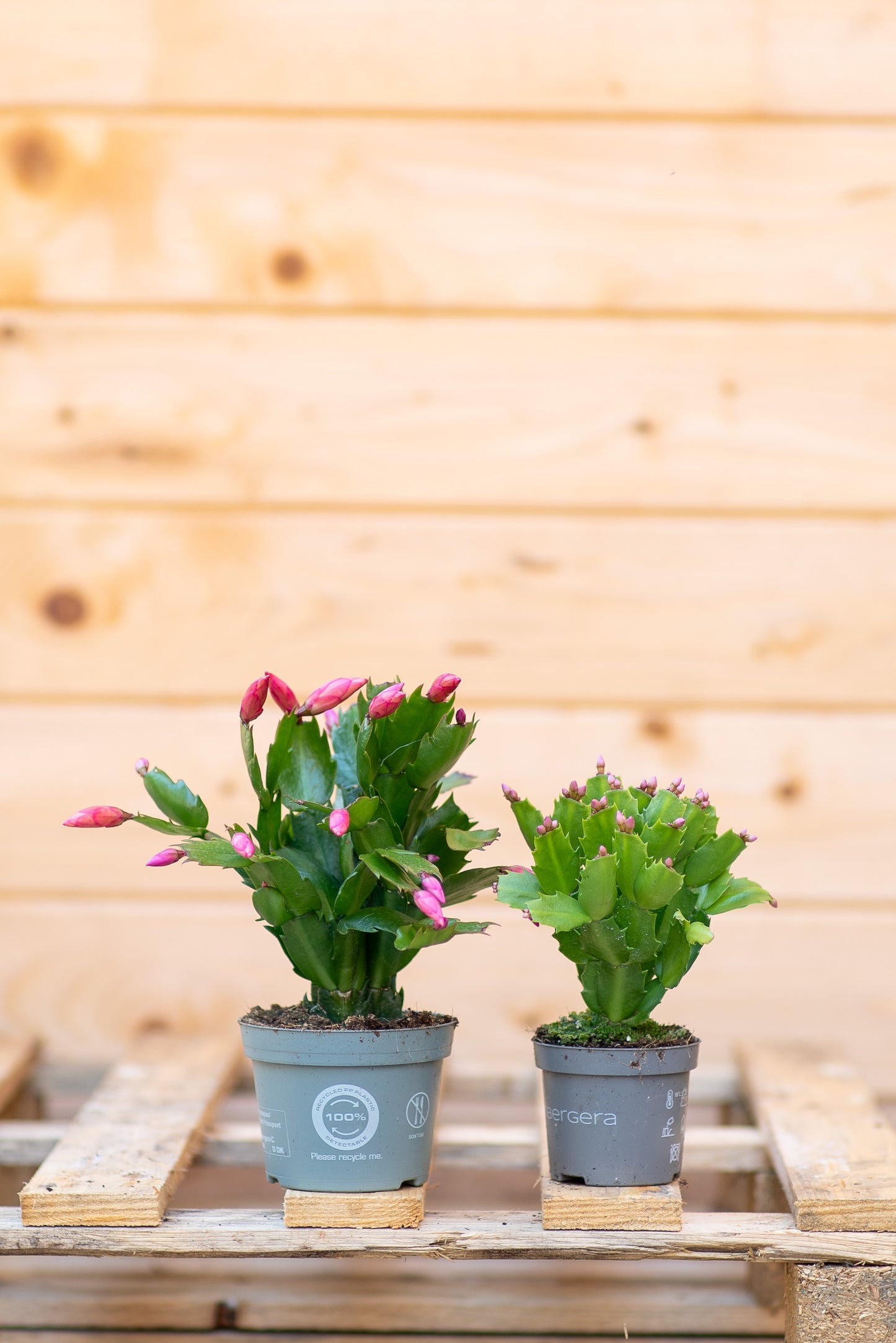 Epiphyllium - Cactus di Natale