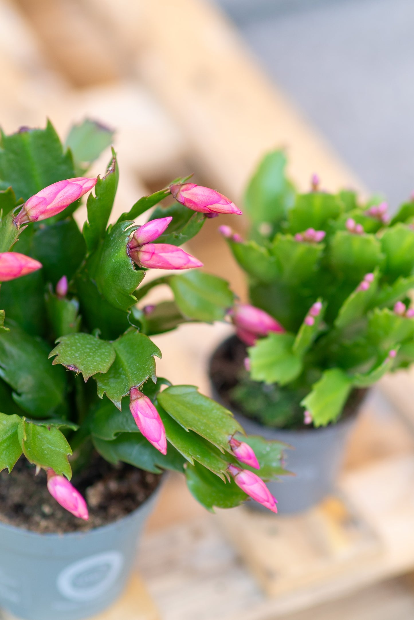 Epiphyllium - Cactus di Natale