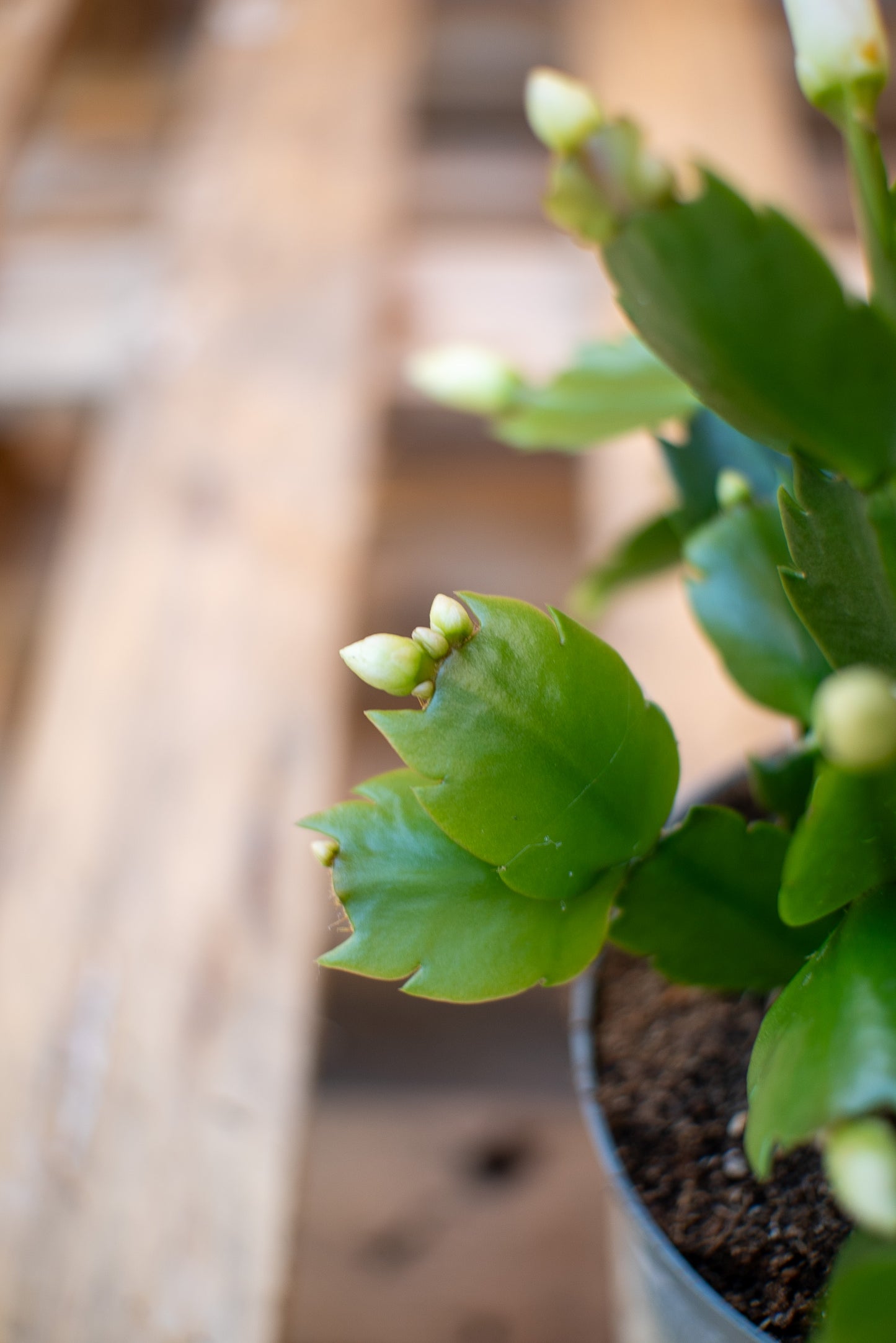 Epiphyllium - Cactus di Natale