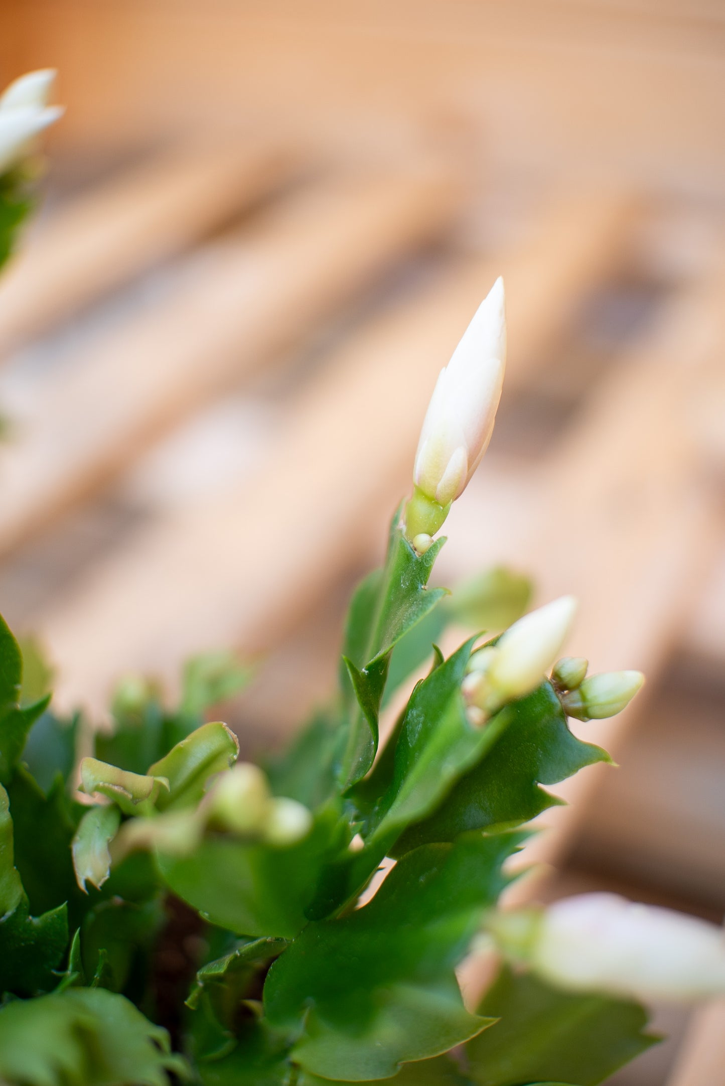 Epiphyllium - Cactus di Natale