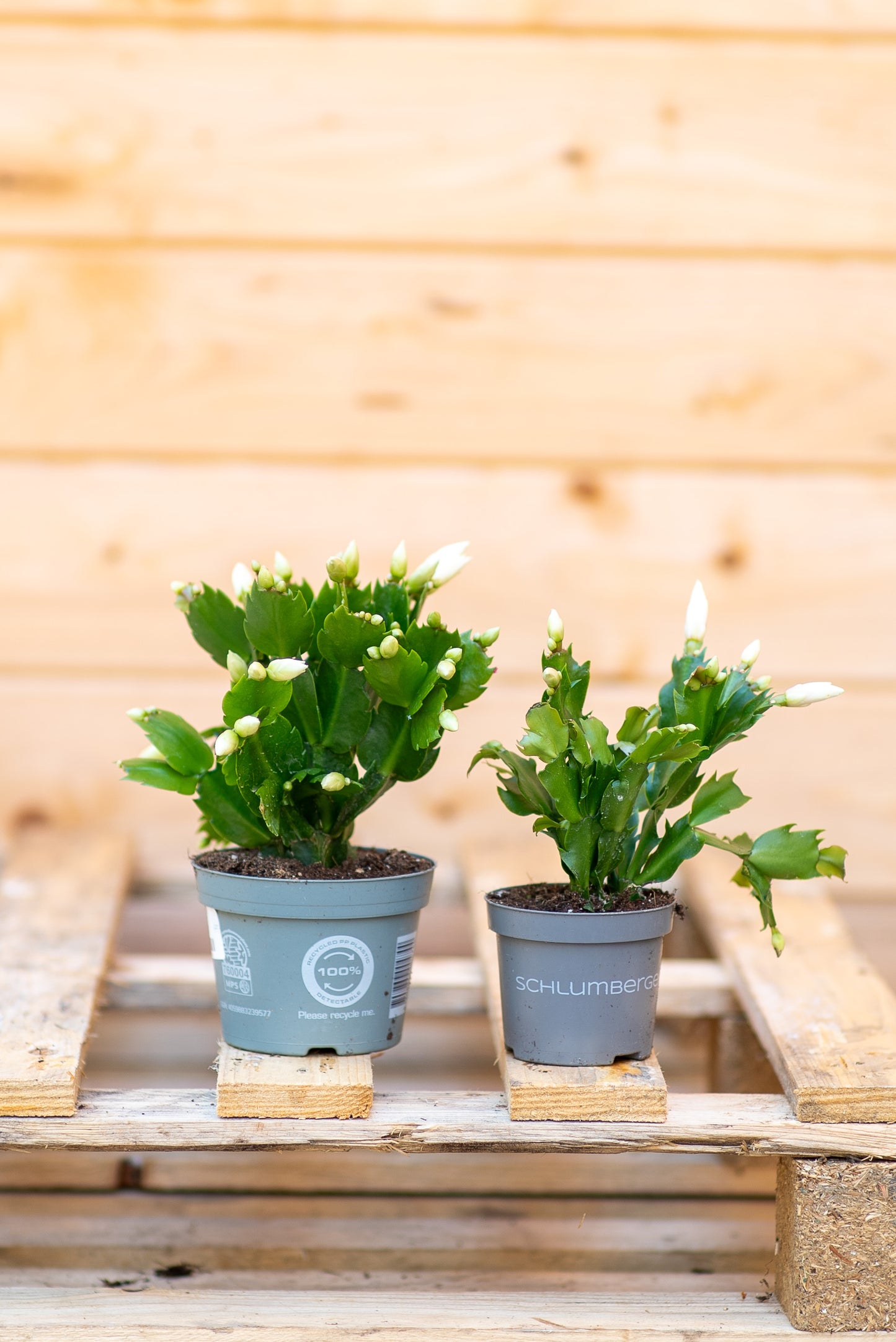 Epiphyllium - Cactus di Natale