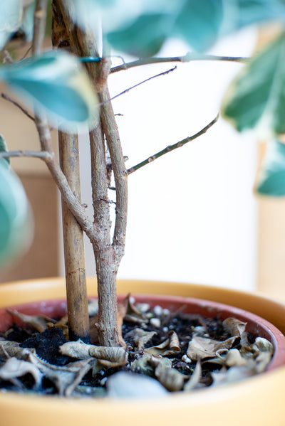 Ficus Triangularis Sweetheart