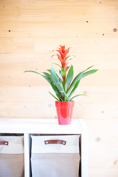 Guzmania Calipso
