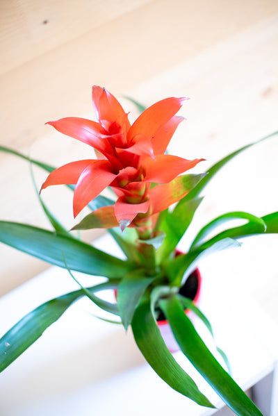 Guzmania Calipso