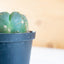 Gymnocalycium horstii
