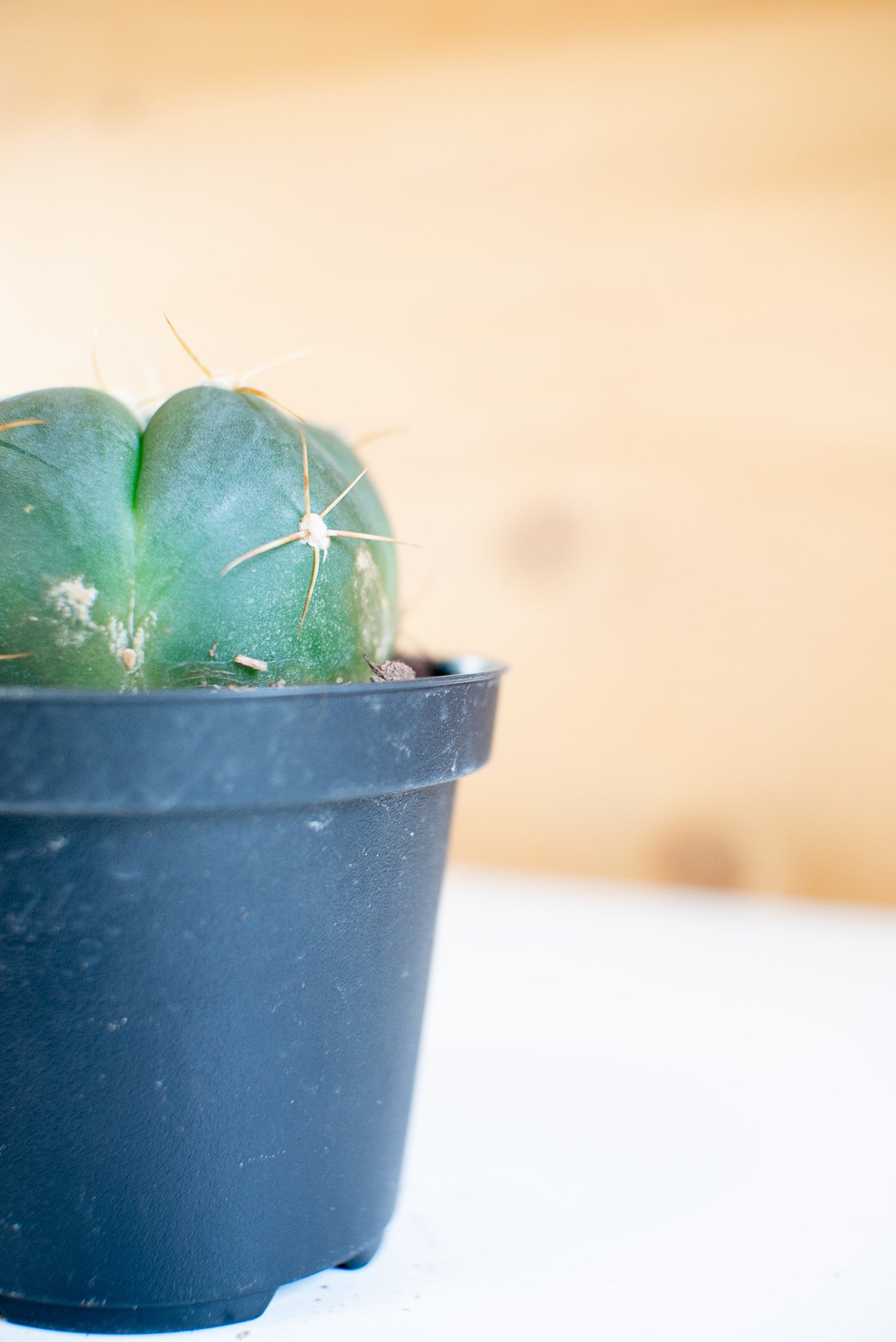 Gymnocalycium horstii