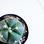 Gymnocalycium horstii