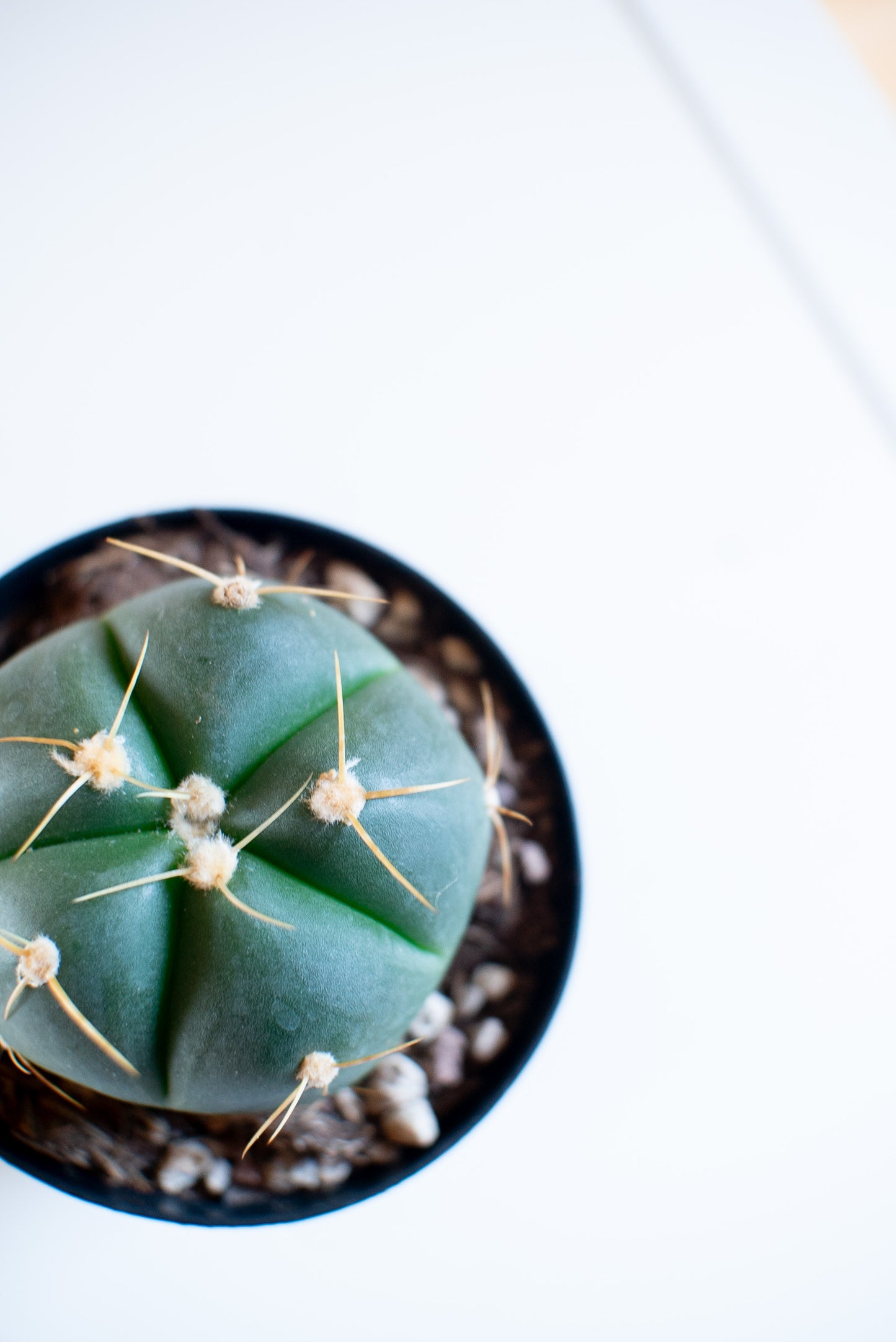 Gymnocalycium horstii