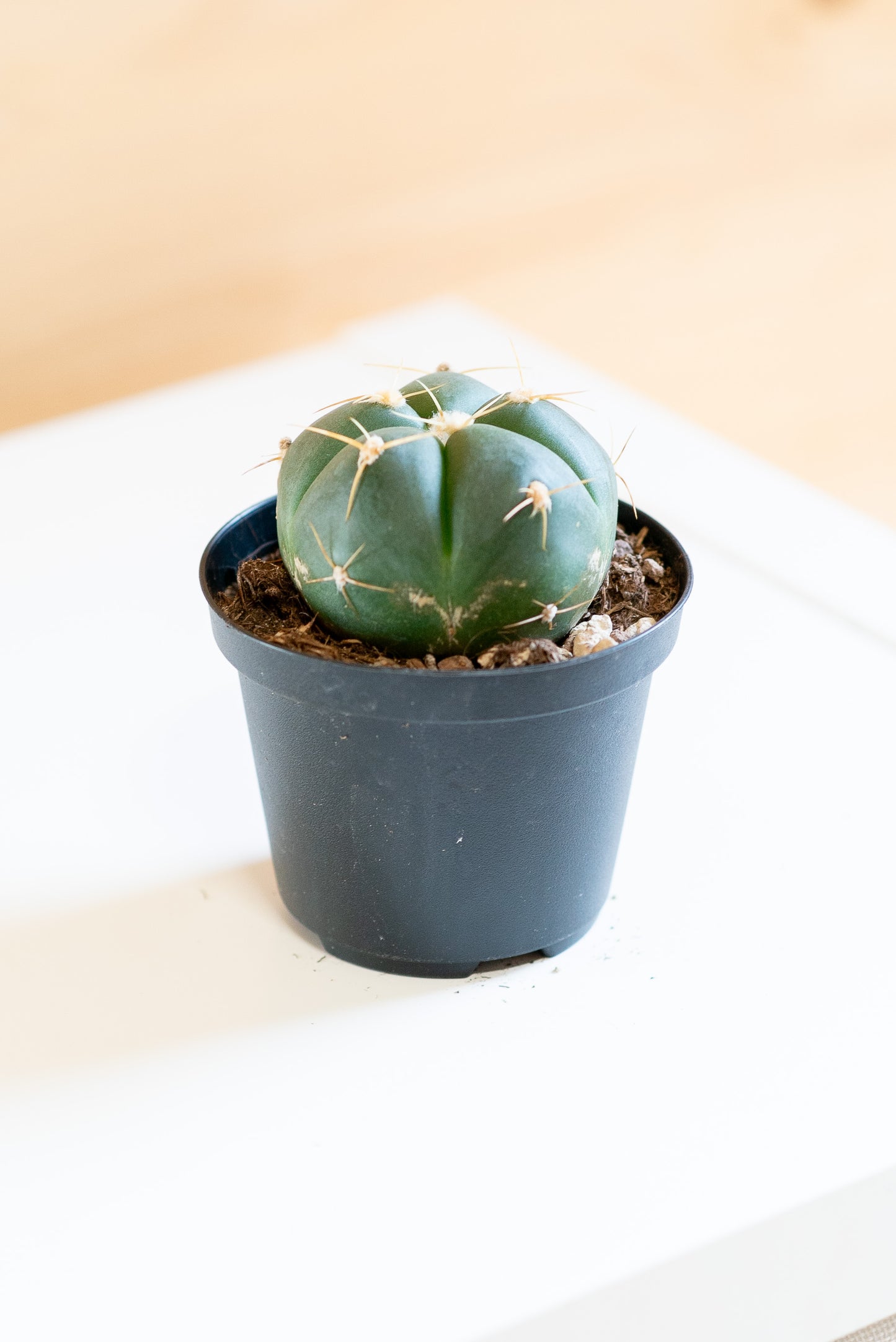 Gymnocalycium horstii