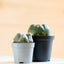 Gymnocalycium horstii