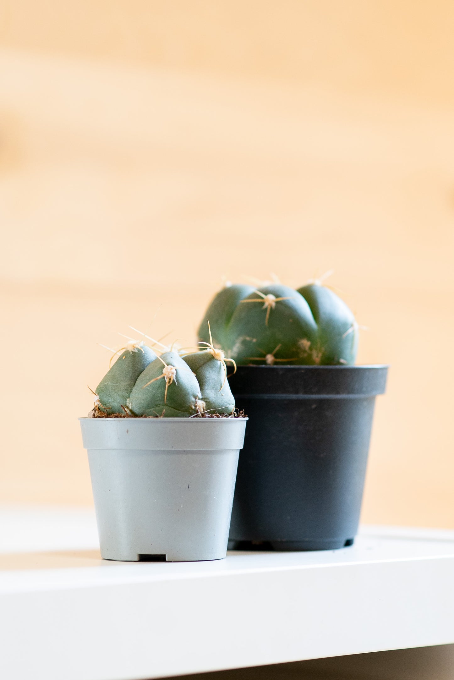 Gymnocalycium horstii