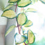 Hoya Tricolor
