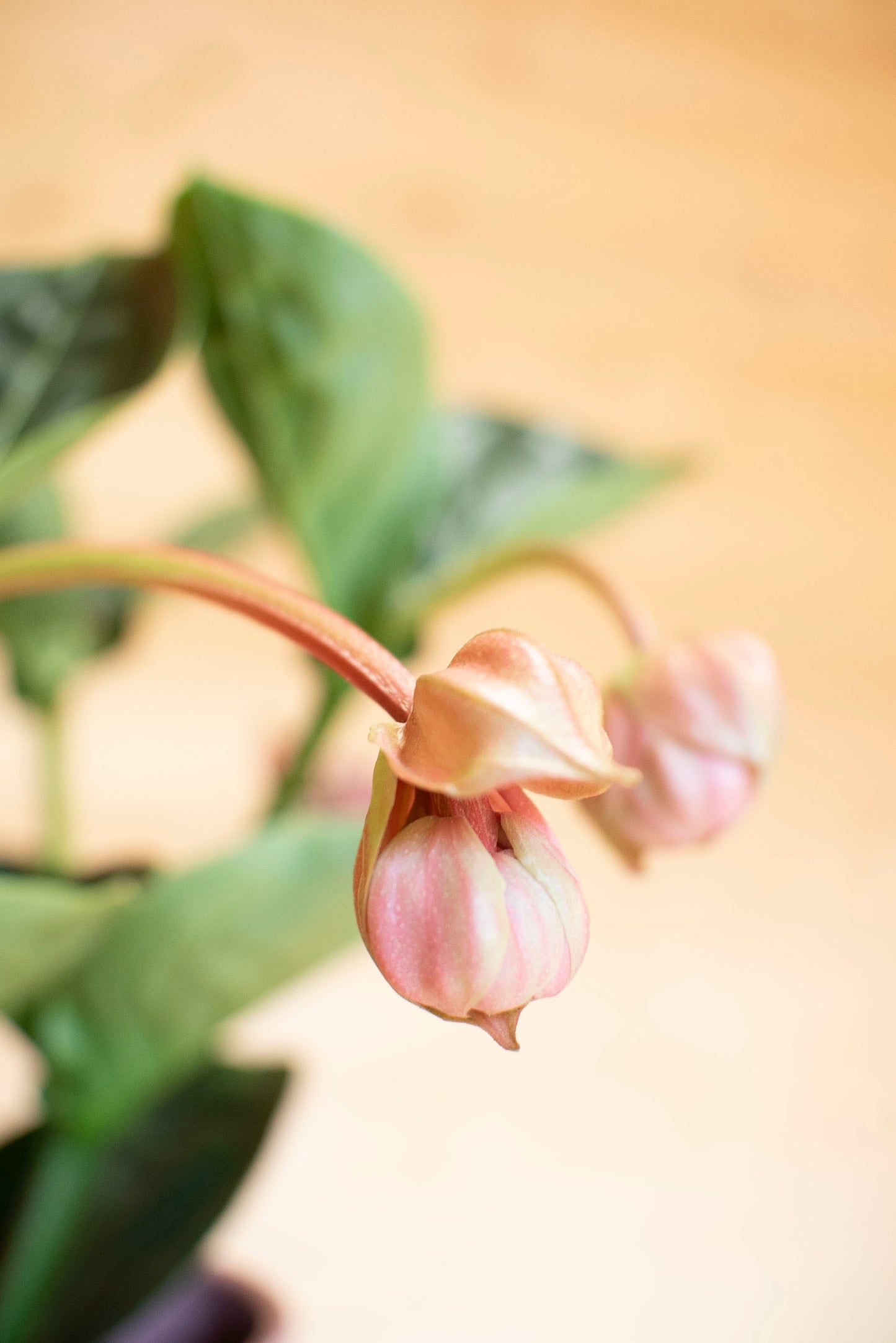 Medinilla Magnifica