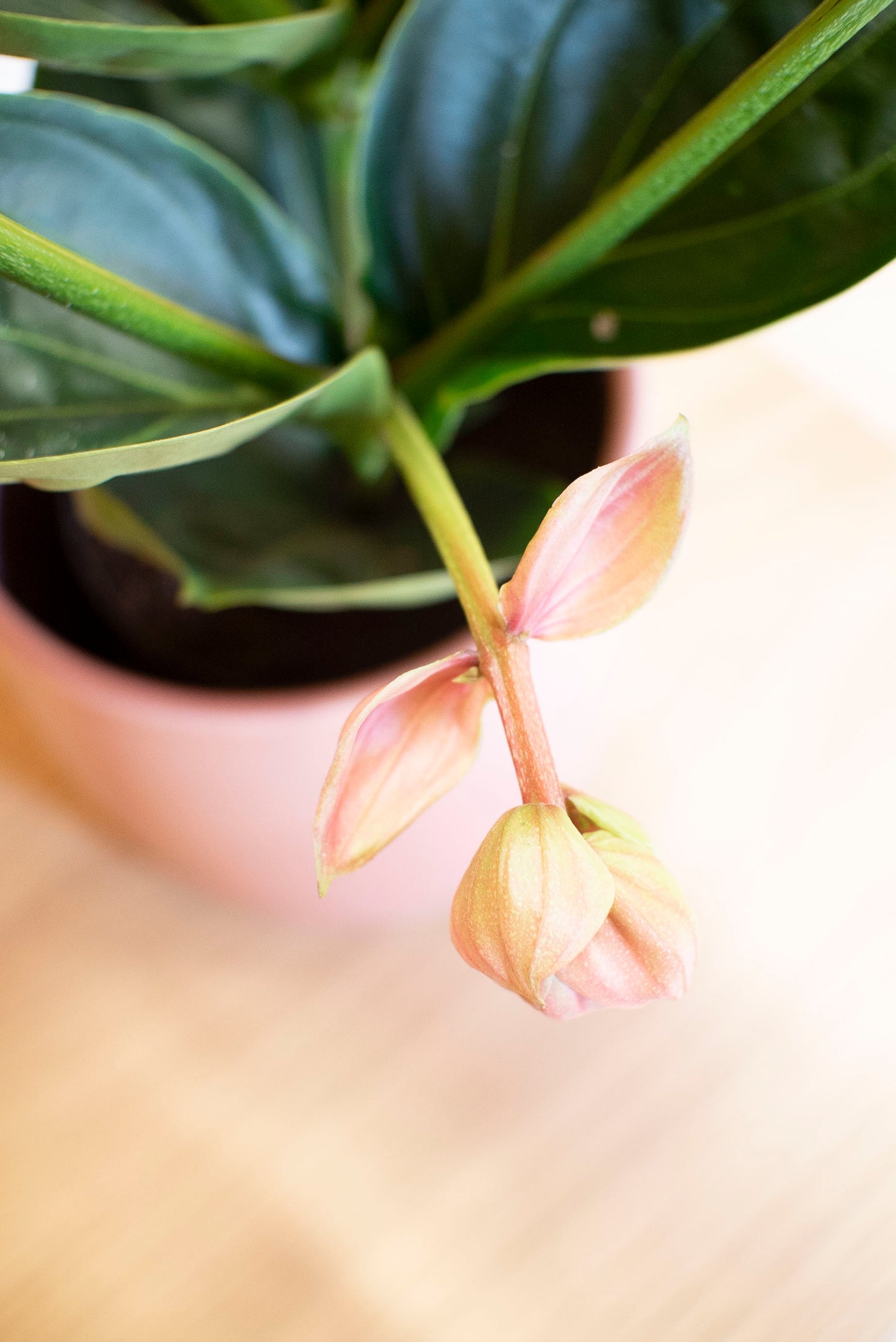 Medinilla Magnifica