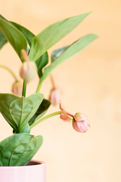 Medinilla Magnifica