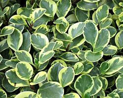 Peperomia obtusifolia variegata