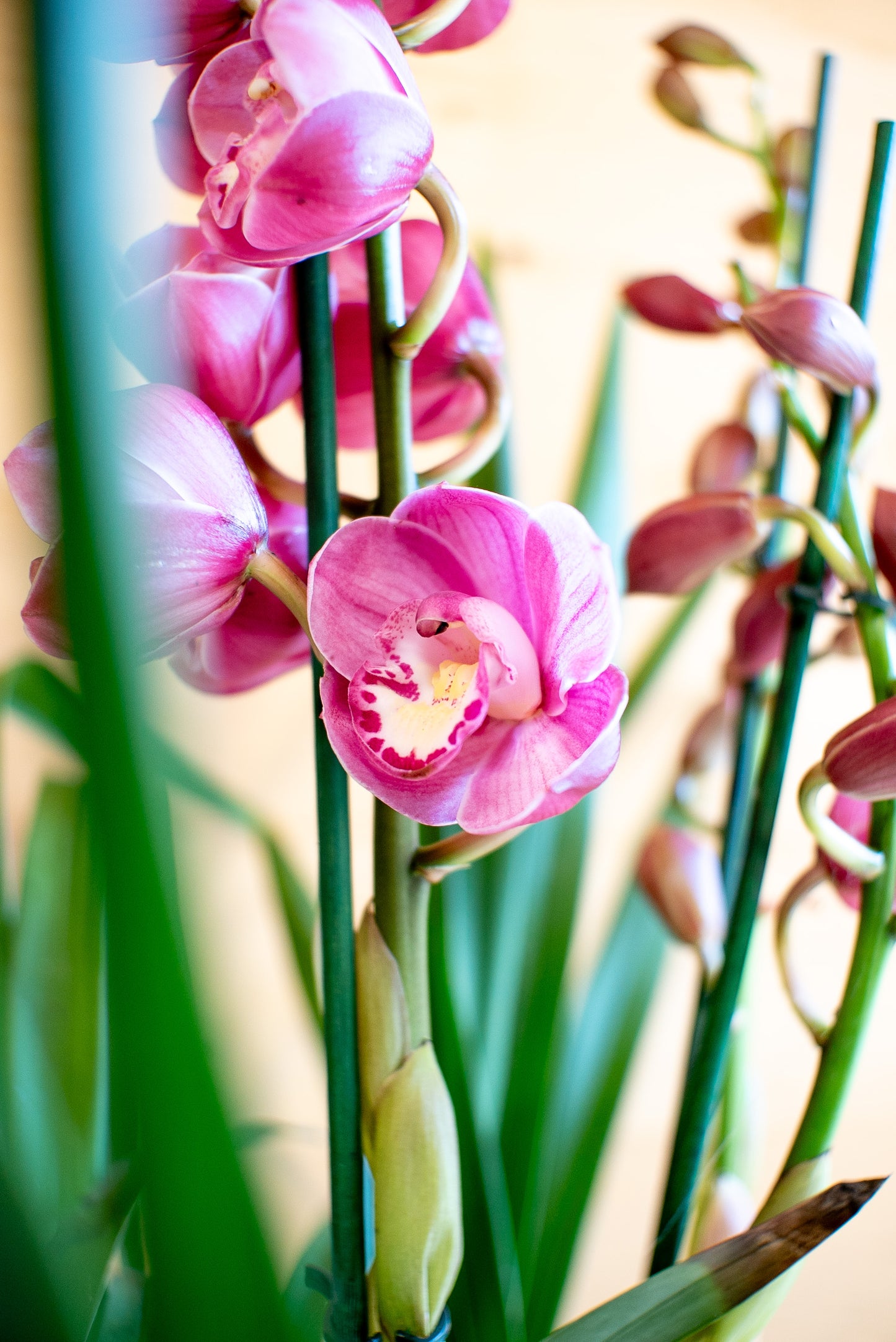 Orchidea Cymbidium