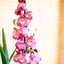 Orchidea Cymbidium