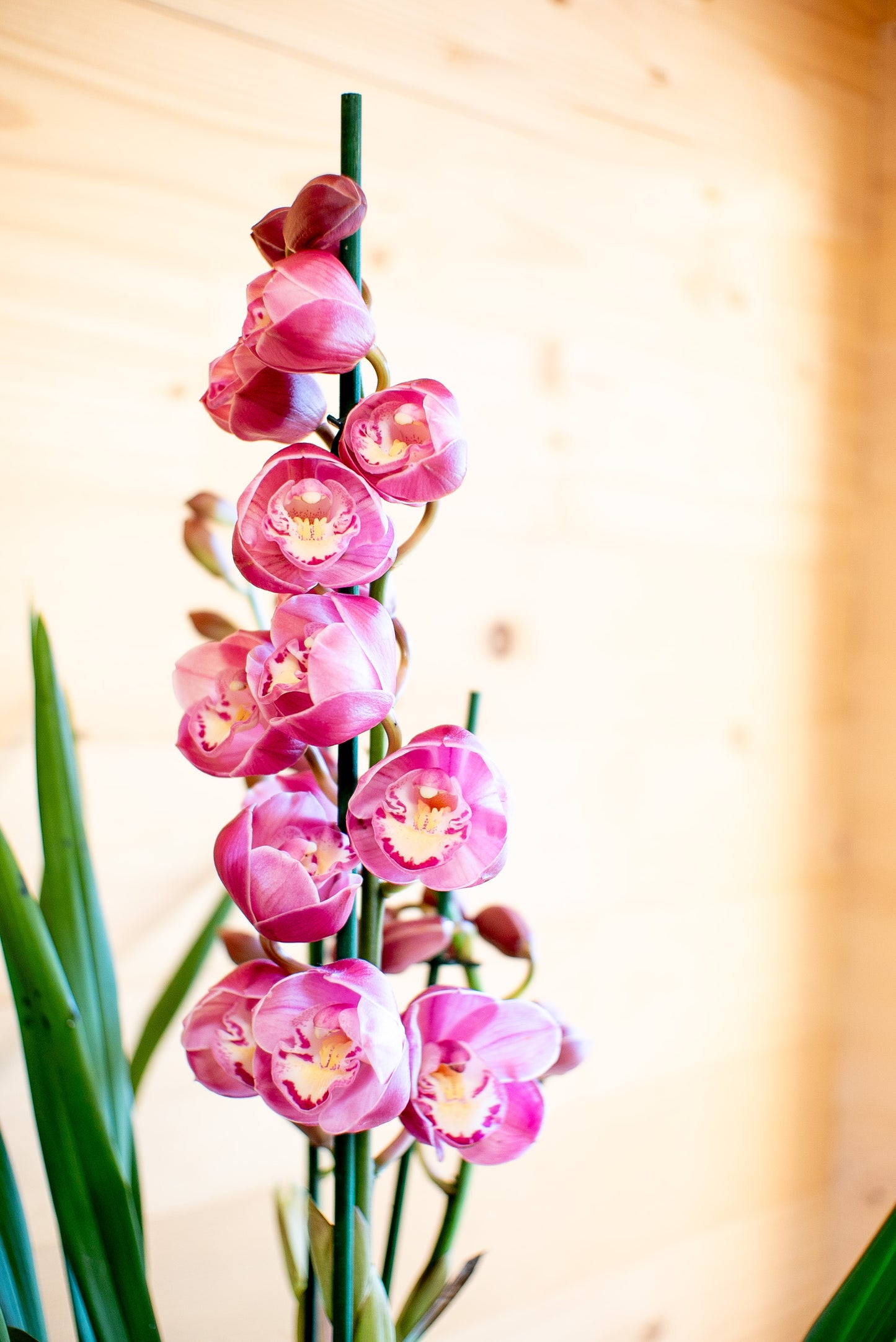 Orchidea Cymbidium