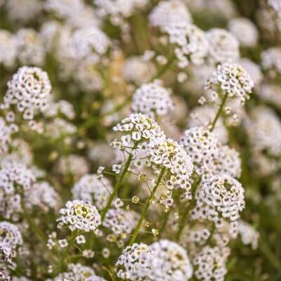 Lobularia