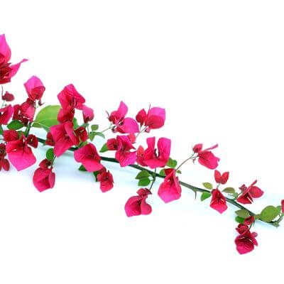 Bouganvillea