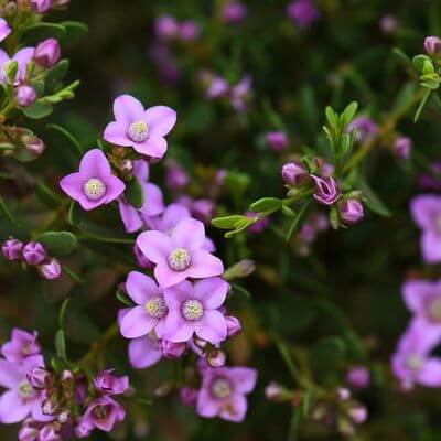 Boronia crenulata