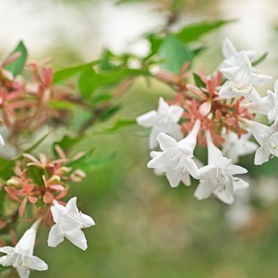 Abelia variegata