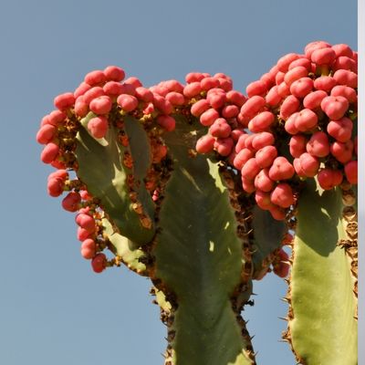 Euphorbia eritrea